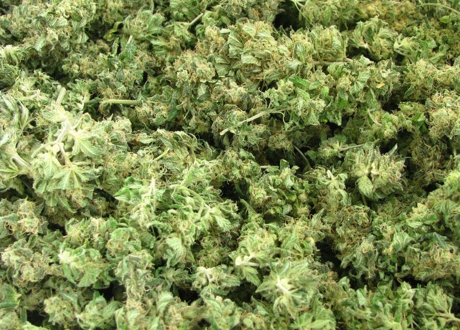 How Oversupply Is Changing Cannabis Testing Expectations in Oklahoma