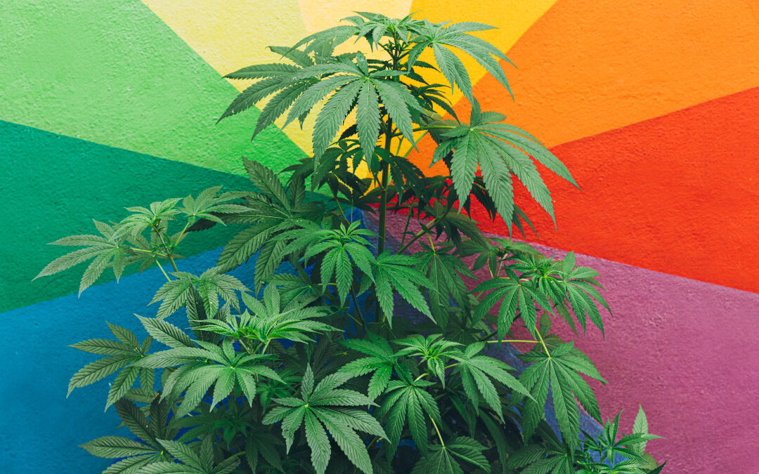 Terpene Profiles That Sell