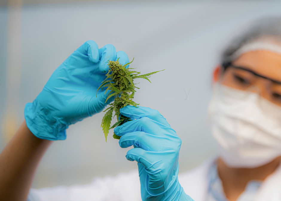 Insights from Greenleaf Labs | Oklahoma Cannabis Testing